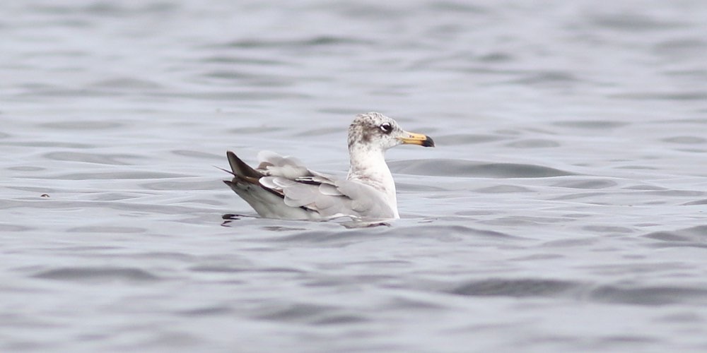 Gabbiano di Pallas (Larus ichthyaetus), foto di esempio dell'animale.