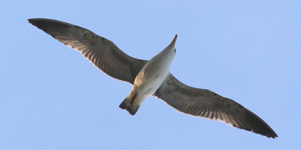 Gabbiano di Pallas (Larus ichthyaetus)