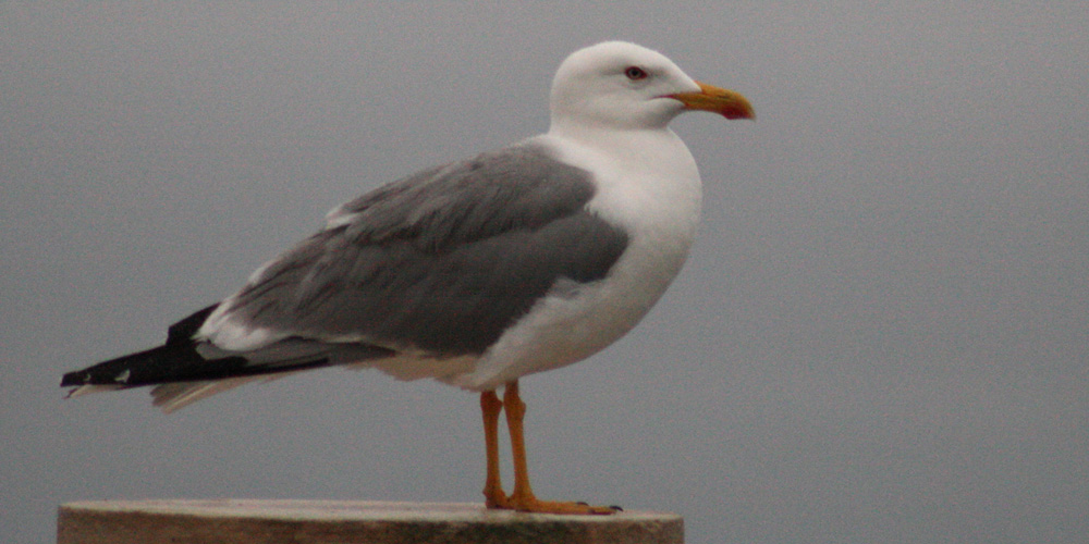 Gabbiano reale mediterraneo (Larus michaellis), foto di esempio dell'animale.