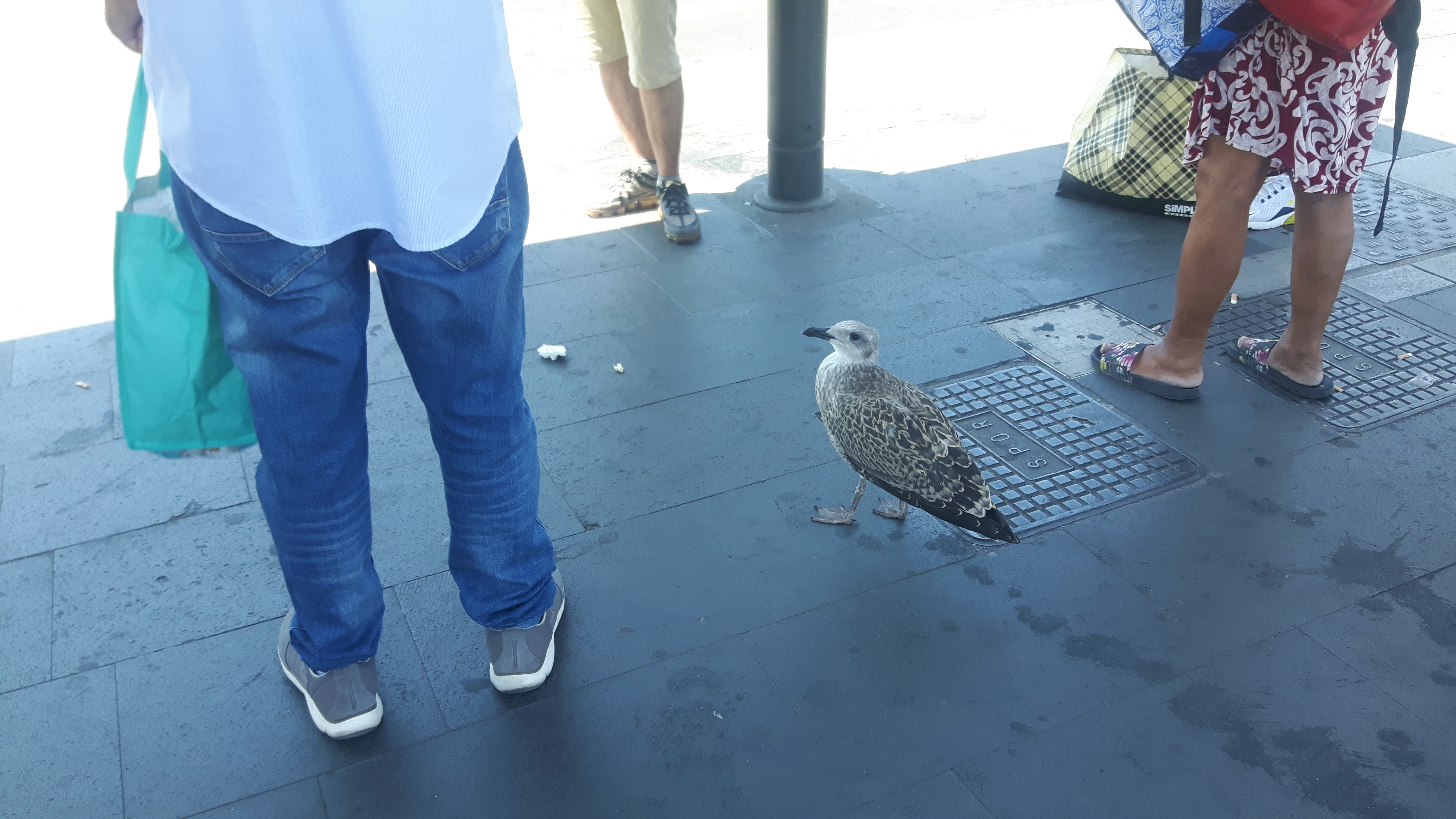 Gabbiano reale (Larus michaellis)