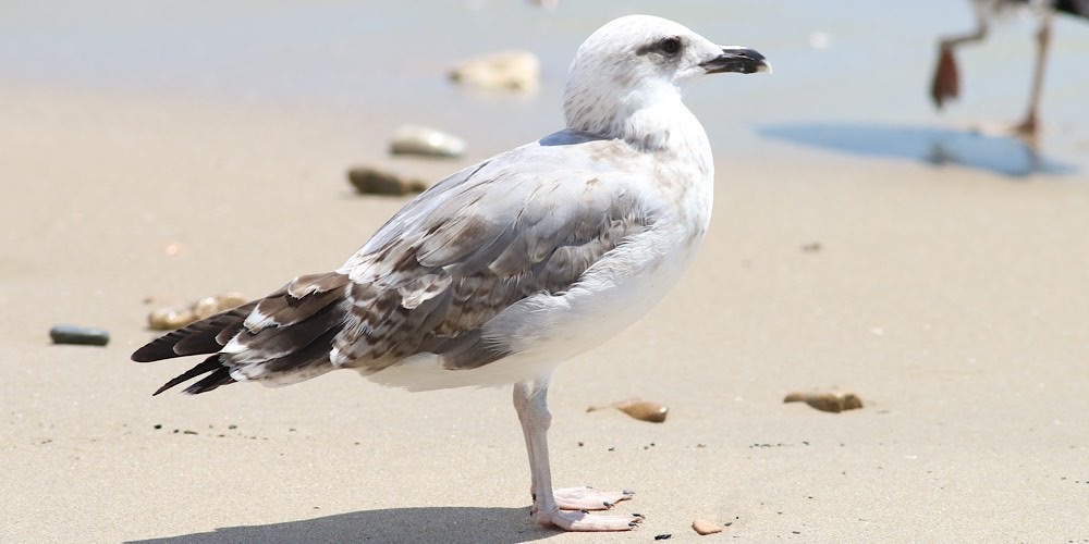 Gabbiano reale (Larus michaellis)