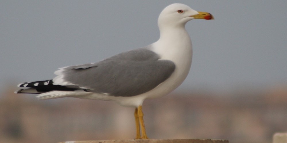 Gabbiano reale (Larus michaellis)
