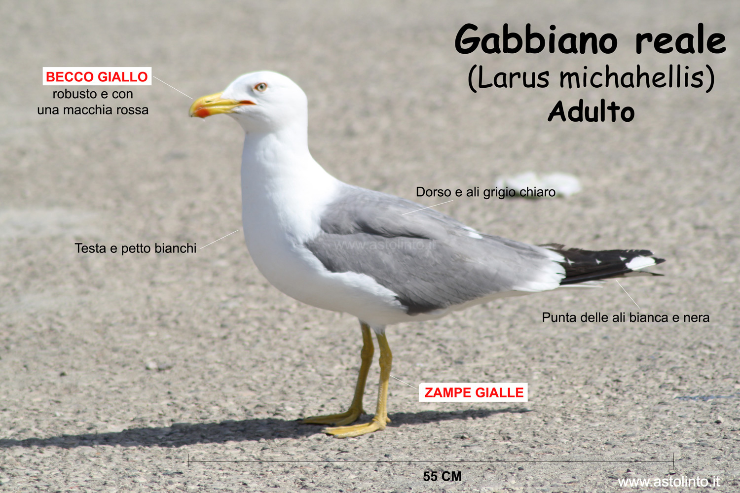 Gabbiano reale (Larus michaellis)