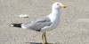Foto del Gabbiano reale, Larus michahellis
