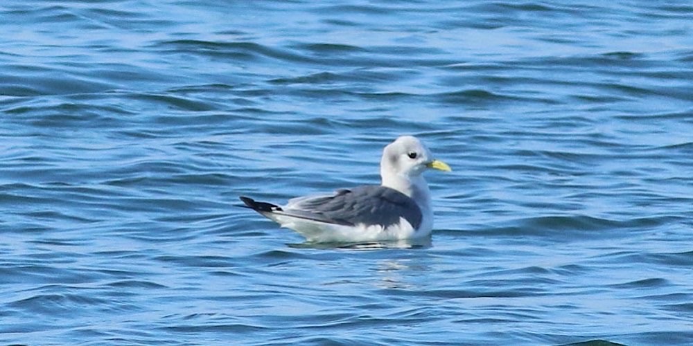 Gabbiano tridattilo (Rissa tridactyla), foto di esempio dell'animale.