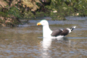 Larus marinus (Mugnaiaccio), foto di esempio dell'animale.