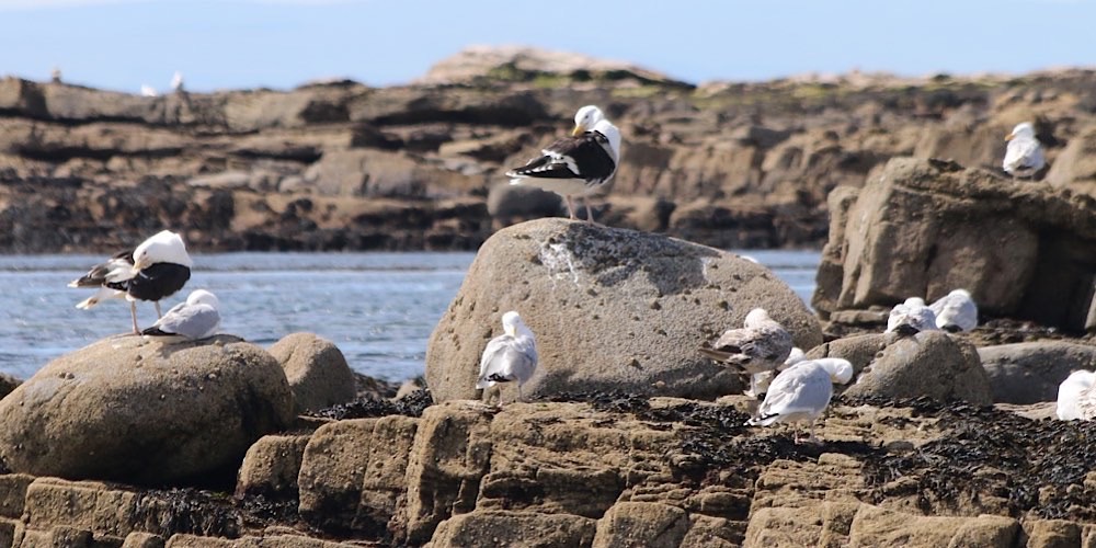 Larus marinus (Mugnaiaccio)