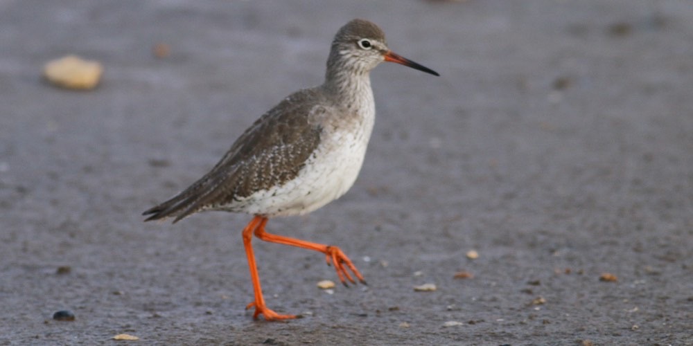 Pettegola (Tringa totanus), foto di esempio dell'animale.