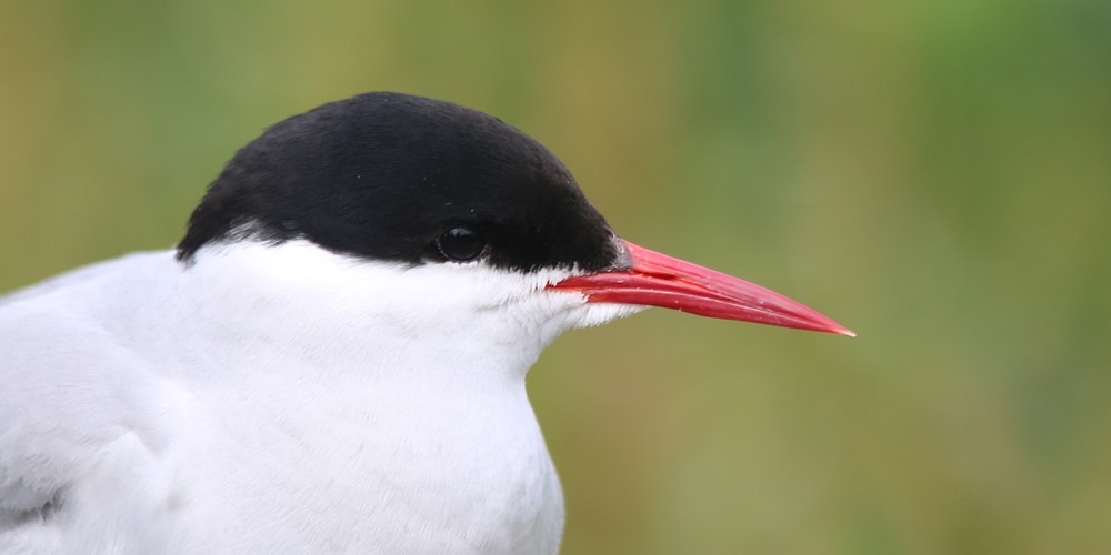Sterna artica (Sterna paradisaea), foto di esempio dell'animale.