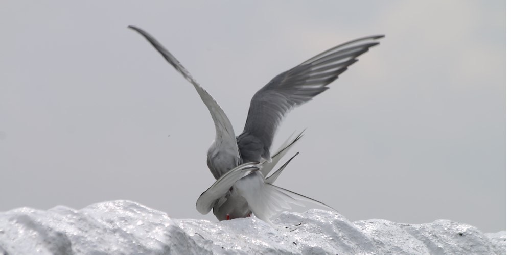 Sterna artica (Sterna paradisaea)