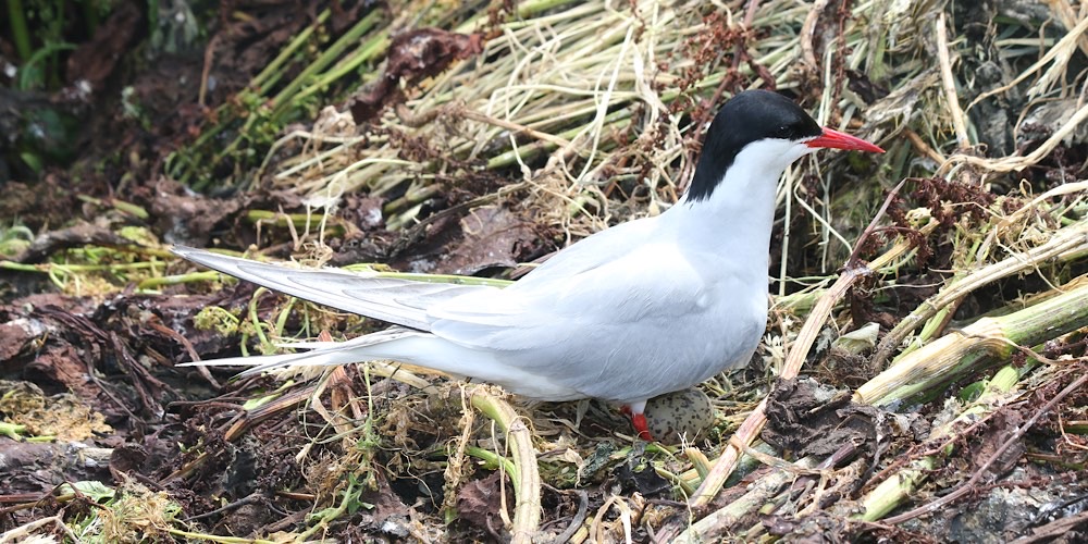Sterna artica (Sterna paradisaea)