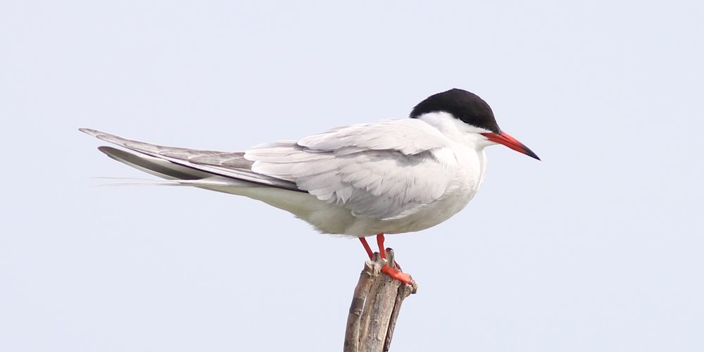 Sterna comune (Sterna hirundo), foto di esempio dell'animale.