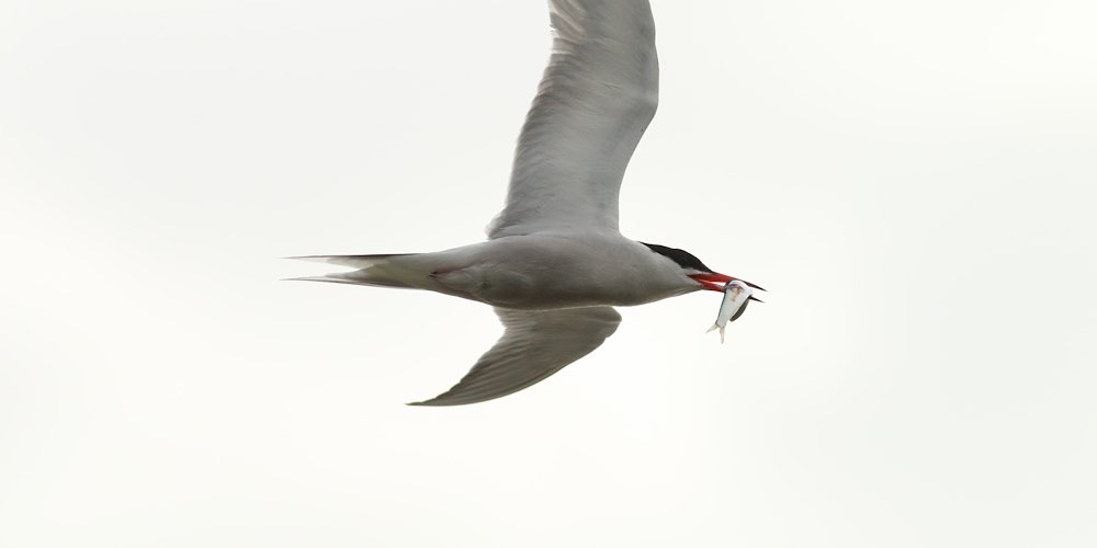 Sterna comune (Sterna hirundo)