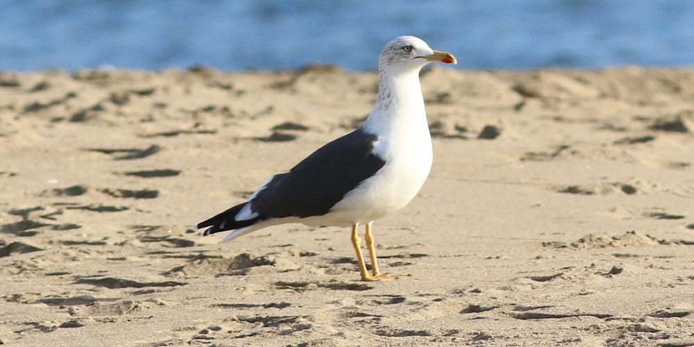 Zafferano (Larus fuscus), foto di esempio dell'animale.