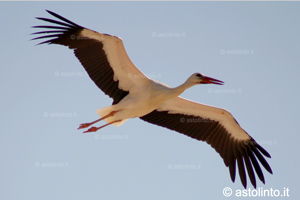Cicogna bianca (Ciconia ciconia), foto di esempio dell'animale.