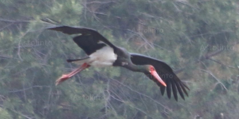 Cicogna nera (Ciconia nigra), foto di esempio dell'animale.