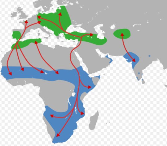 Cicogna bianca, mappa da Wikipedia