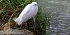 Garzetta, Egretta garzetta