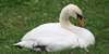 Cigno reale, foto