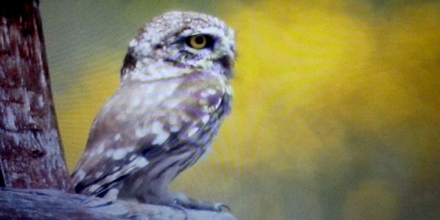 Civetta comune (Athene noctua)