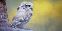 Civetta, Athene noctua
