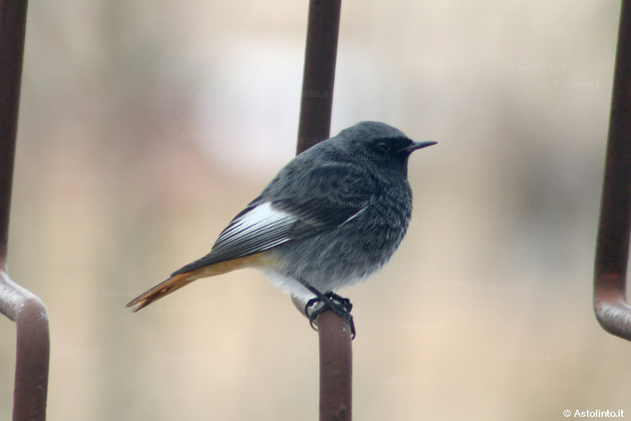 Codirosso spazzacamino (Phoenicurus ochruros)