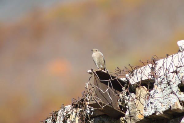 Codirosso spazzacamino (Phoenicurus ochruros)