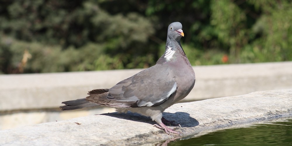 Colombaccio (Columba palumbus), foto di esempio dell'animale.