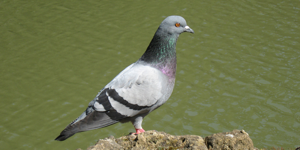 Piccione (Columba liva), foto di esempio dell'animale.