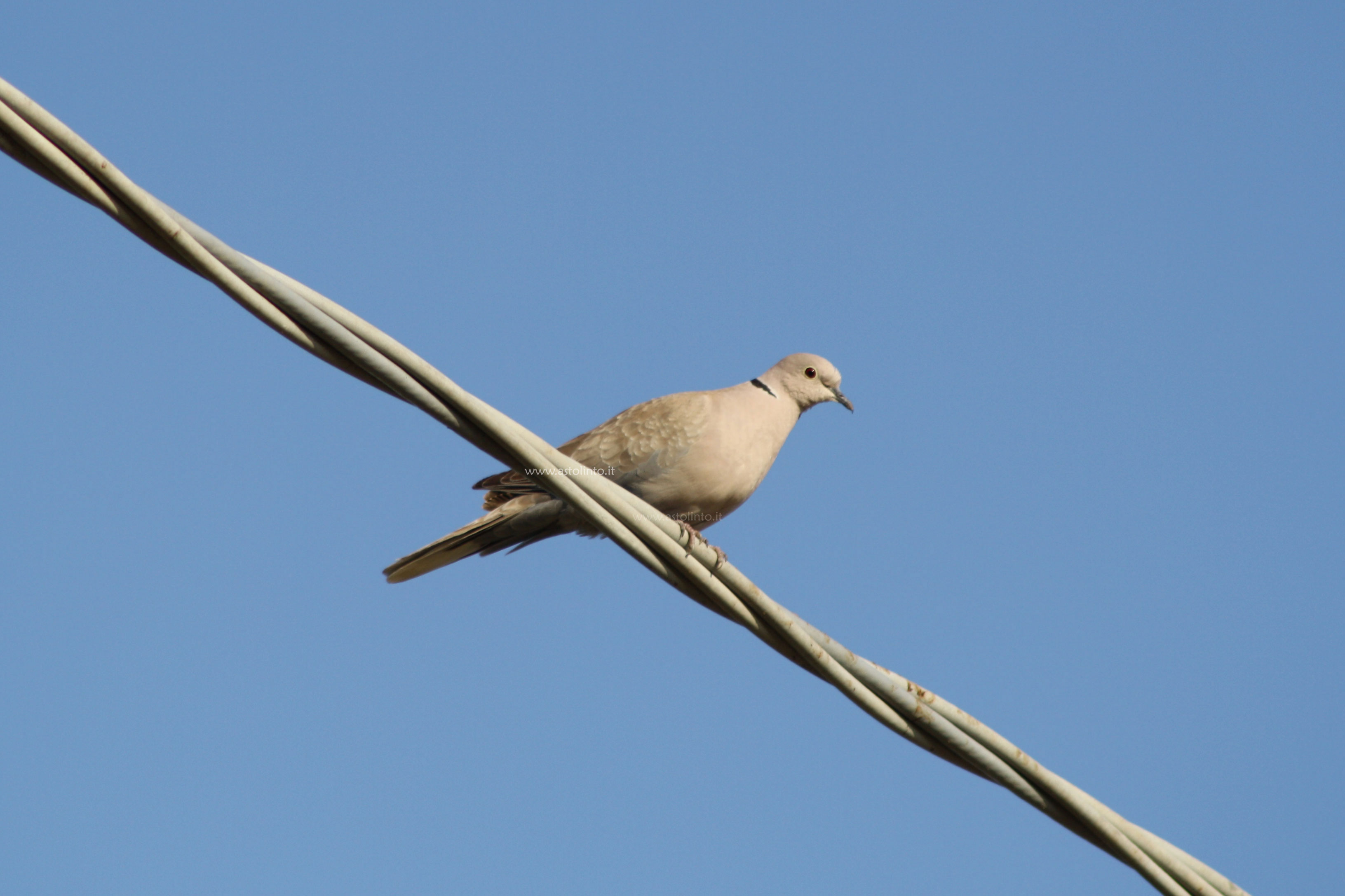 Tortora dal collare (Streptopelia decaocto), foto di esempio dell'animale.