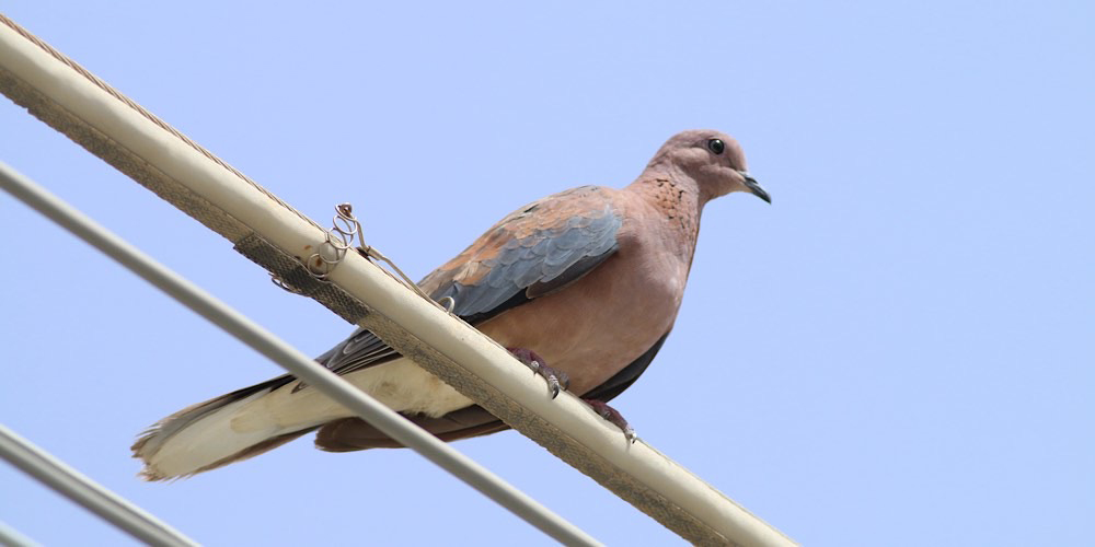 Tortora delle palme (Streptopelia senegalensis), foto di esempio dell'animale.