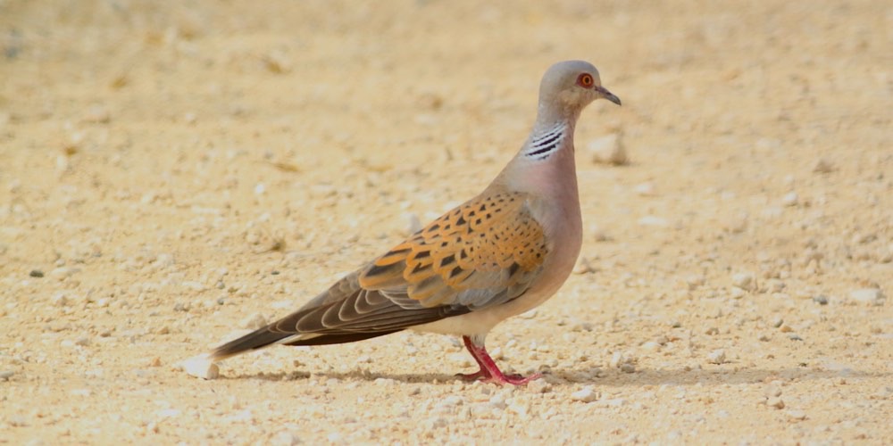 Tortora selvatica (Streptopelia turtur), foto di esempio dell'animale.
