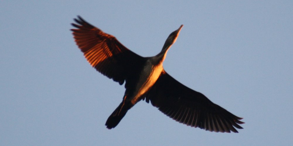 Cormorano comune (Phalacrocorax carbo)