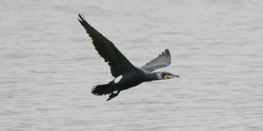 Cormorano comune (Phalacrocorax carbo)