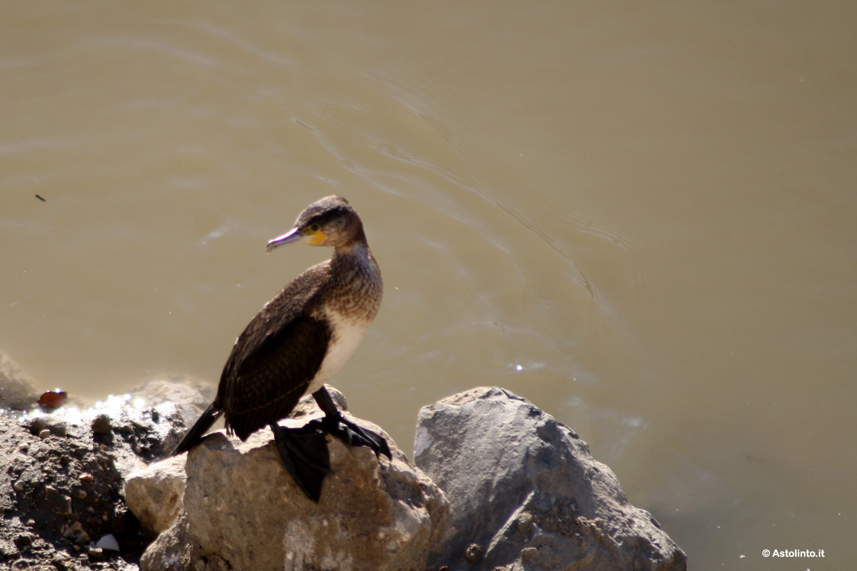 Cormorano comune (Phalacrocorax carbo)