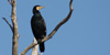 Cormorano, Phalacrocorax carbo