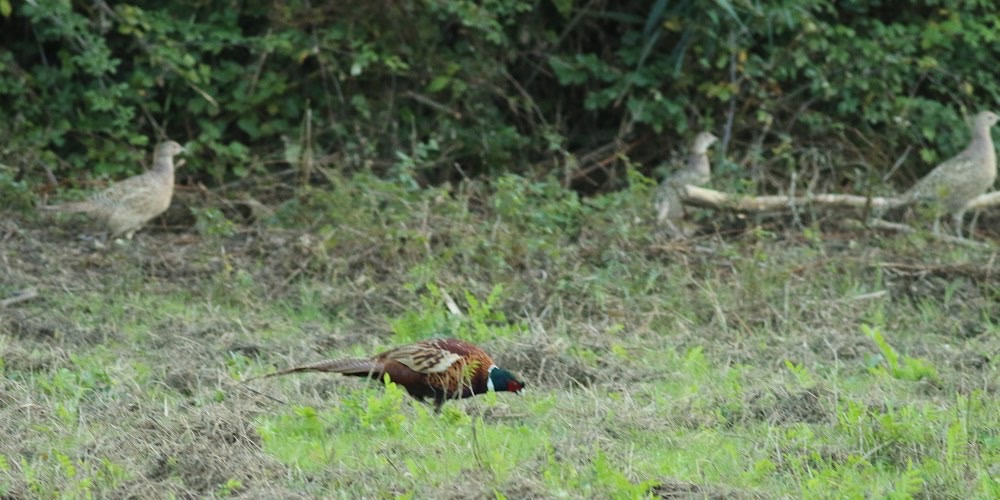 Fagiano (Phasianus colchicus)