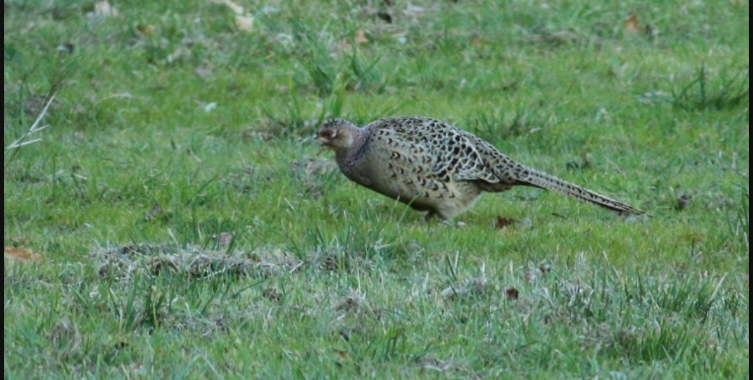 Fagiano (Phasianus colchicus)