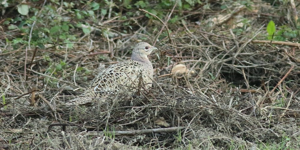 Fagiano (Phasianus colchicus)