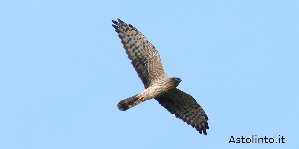 Albanella minore (Circus pygargus), foto di esempio dell'animale.