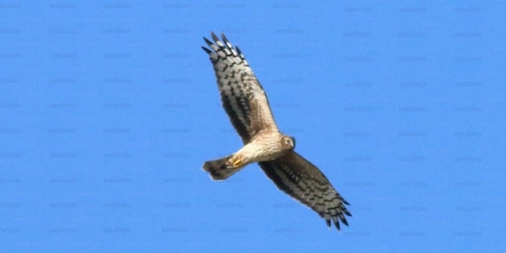 Albanella reale (Circus cyaneus), foto di esempio dell'animale.