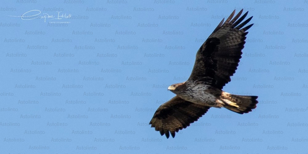 Aquila di Bonelli (Aquila fasciata), foto di esempio dell'animale.
