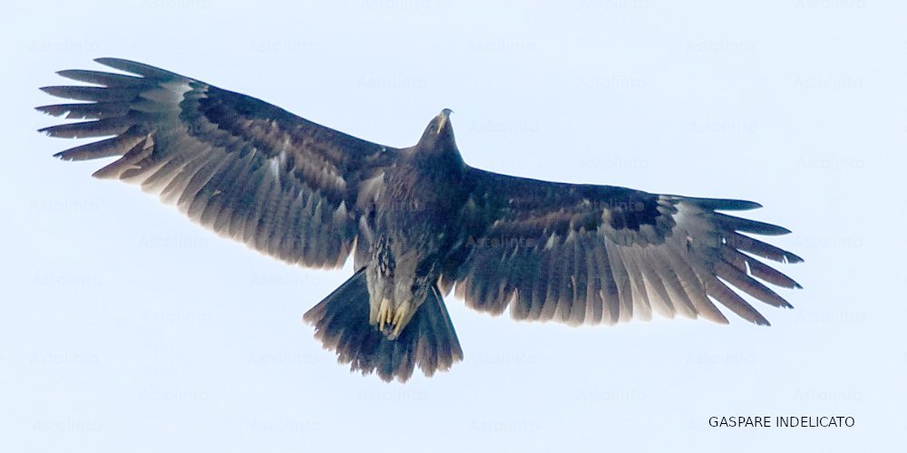 Aquila anatraia maggiore (Clanga clanga), foto di esempio dell'animale.