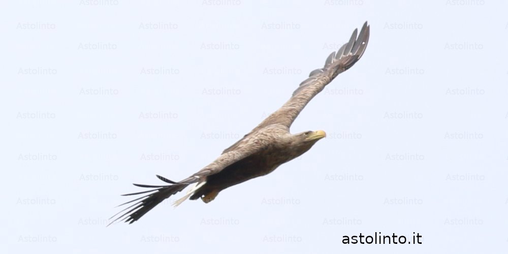 Aquila di mare (Haliaeetus albicilla), foto di esempio dell'animale.