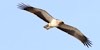 Aquila minore, foto