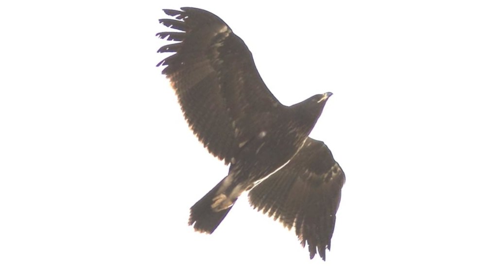 Aquila anatraia minore (Clanga pomarina), foto di esempio dell'animale.
