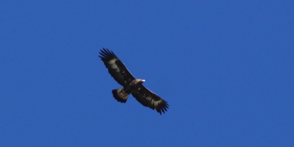 Aquila reale (Aquila chrysaetos), foto di esempio dell'animale.