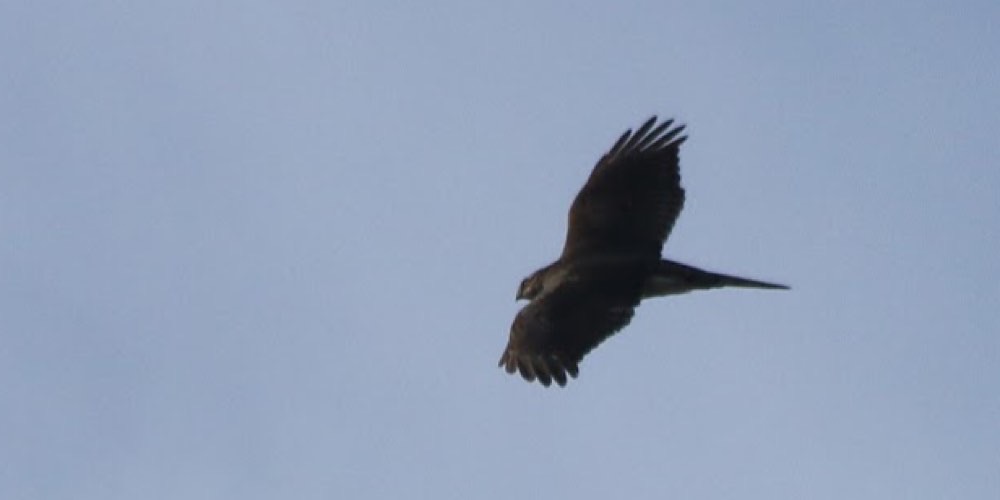 Astore (Accipiter gentilis), foto di esempio dell'animale.