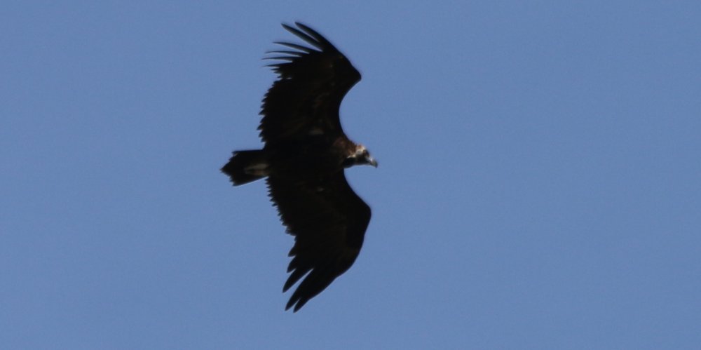Avvoltoio monaco (Aegypius monachus), foto di esempio dell'animale.