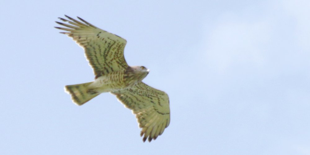 Biancone (circaetus apivorus), foto di esempio dell'animale.